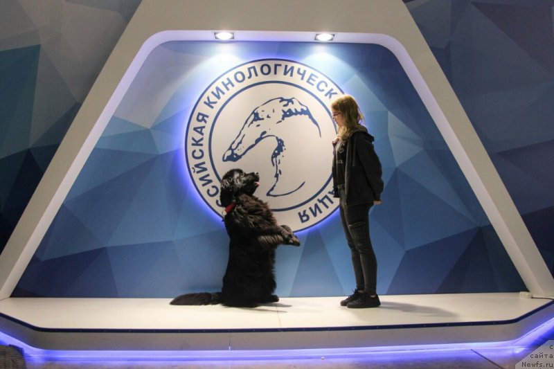 Фото: ньюфаундленд Donats Prayd Byet Midler (Донатс Прайд Бэт Мидлер)