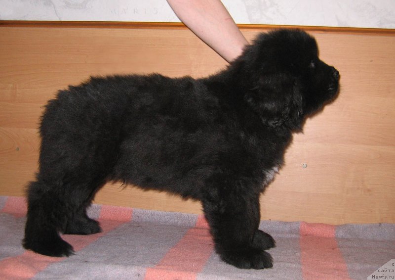 Фото: ньюфаундленд SHef an SHef iz Plemeni Kedra (Шеф ан Шеф из Племени Кедра)