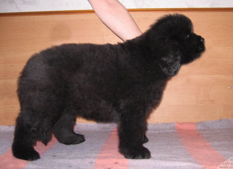 Фото: ньюфаундленд SHtormovaya Volna iz Plemeni Kedra (Штормовая Волна из Племени Кедра)