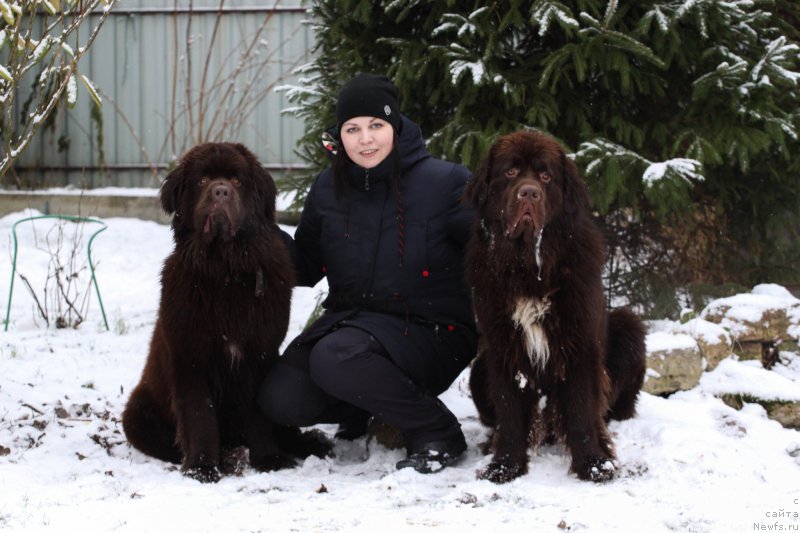 Фото: ньюфаундленд Brownblood MSK Larchie Ardon (Браунблад МСК Ларчи Ардон), Anna Dundua (Анна Дундуа), ньюфаундленд Brownblood MSK Abrams-Strong (Браунблад МСК Абрамс-Стронг)