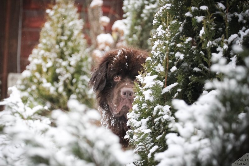 Фото: ньюфаундленд Brownblood MSK Abrams-Strong (Браунблад МСК Абрамс-Стронг)