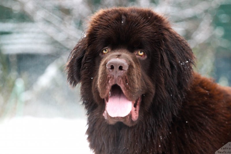 Фото: ньюфаундленд Brownblood MSK Larchie Ardon (Браунблад МСК Ларчи Ардон)