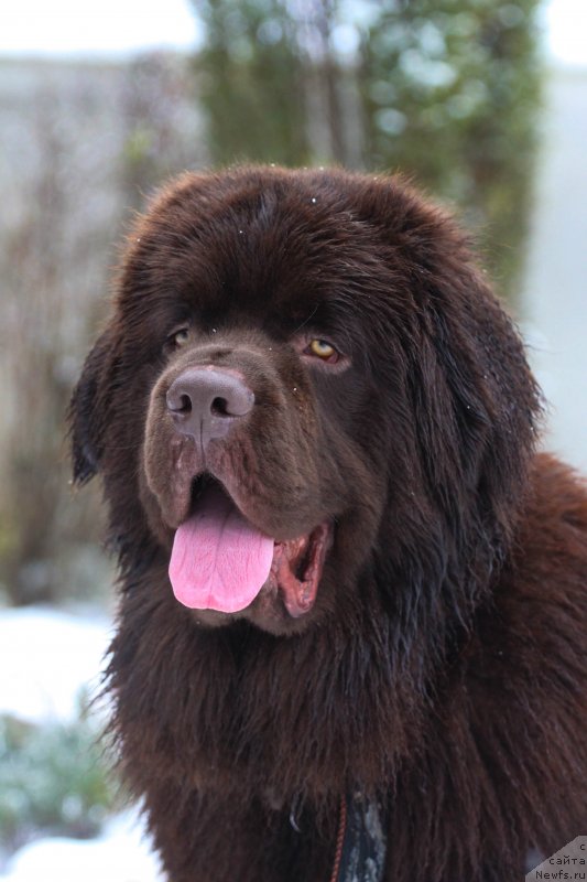 Фото: ньюфаундленд Brownblood MSK Larchie Ardon (Браунблад МСК Ларчи Ардон)