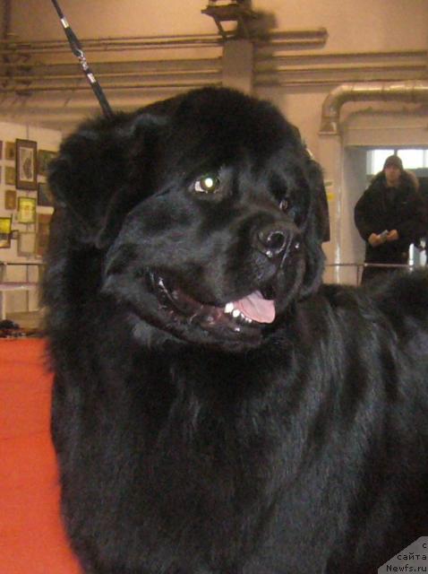 Фото: ньюфаундленд Mag Ispolin Jguchiy Bryunet (Маг Исполин Жгучий Брюнет)