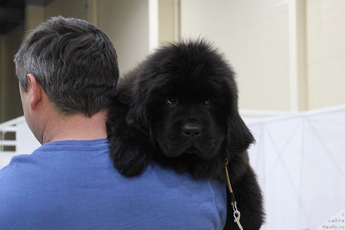 Фотография № 232305