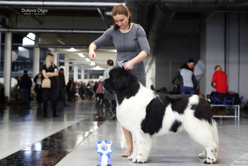 Фото: ньюфаундленд Oukaya Forever Le Grand Ami for-Akvian Song