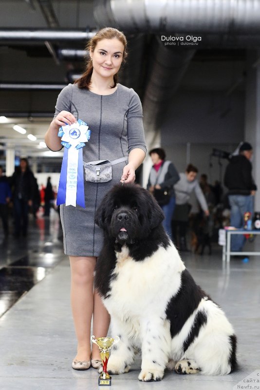 Фото: ньюфаундленд Oukaya Forever Le Grand Ami for-Akvian Song