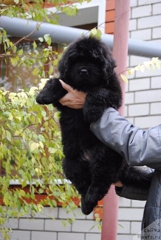 Фото: ньюфаундленд Moya Stihiya Princ Naslednyiy Ritm de Noyel' (Моя Стихия Принц Наследный Ритм де Ноэль)