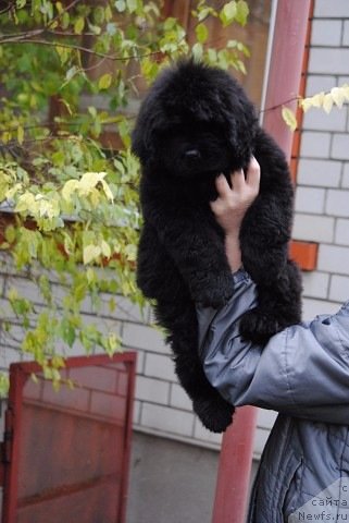 Фото: ньюфаундленд Moya Stihiya Princ Naslednyiy Ritm de Noyel' (Моя Стихия Принц Наследный Ритм де Ноэль)