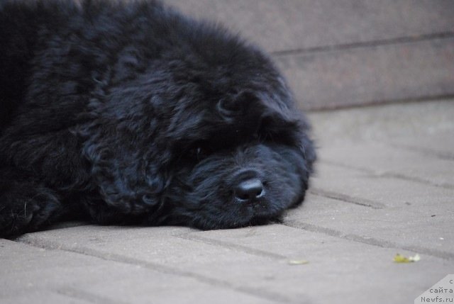 Фото: ньюфаундленд Moya Stihiya Princ Naslednyiy Ritm de Noyel' (Моя Стихия Принц Наследный Ритм де Ноэль)