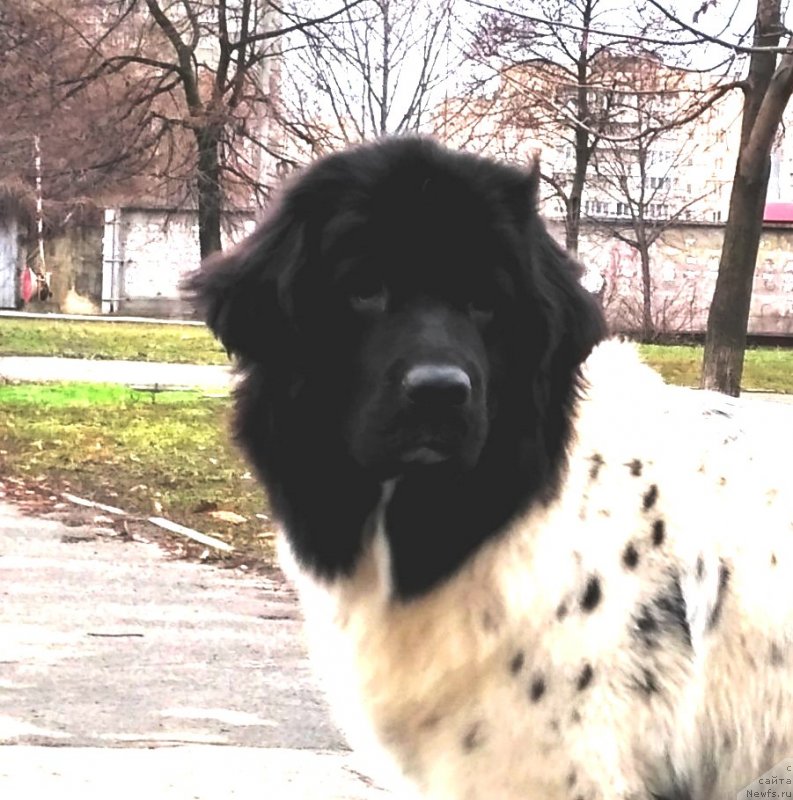 Фото: ньюфаундленд Velyke Malyatko Infiniti Sriblyasta