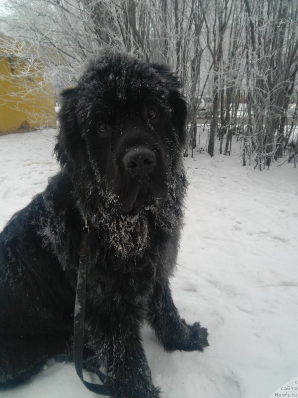 Фото: ньюфаундленд Curungal iz Plemeni Kedra (Цурунгал из Племени Кедра)