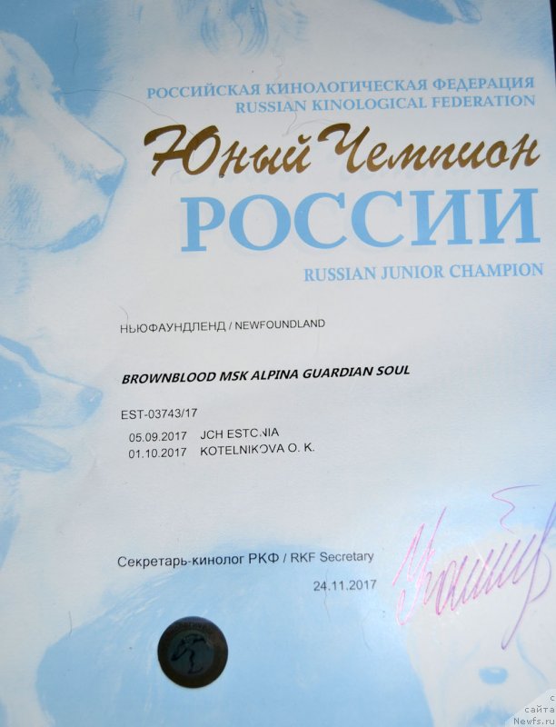 Фото: ньюфаундленд Brownblood MSK Alpina Guardian Soul (Браунблад МСК Альпина Гуардиан Соул)