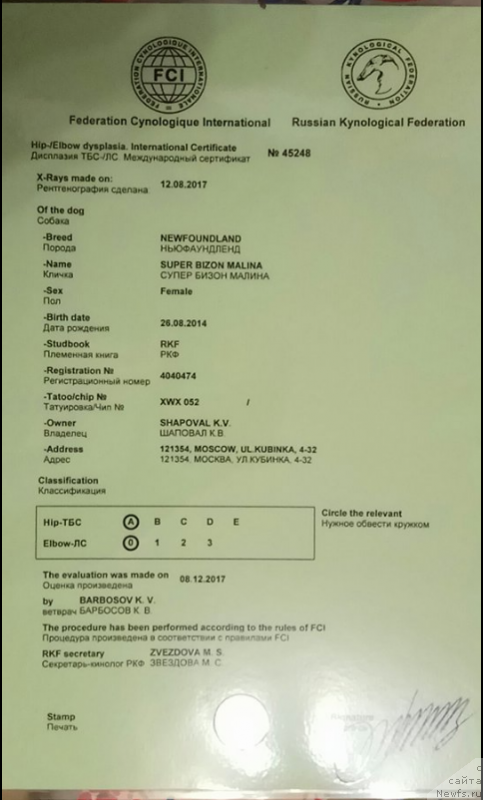 Фото: ньюфаундленд Super Bizon Malina (Супер Бизон Малина)