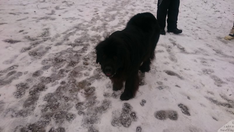 Фото: Ларэль Леоланда