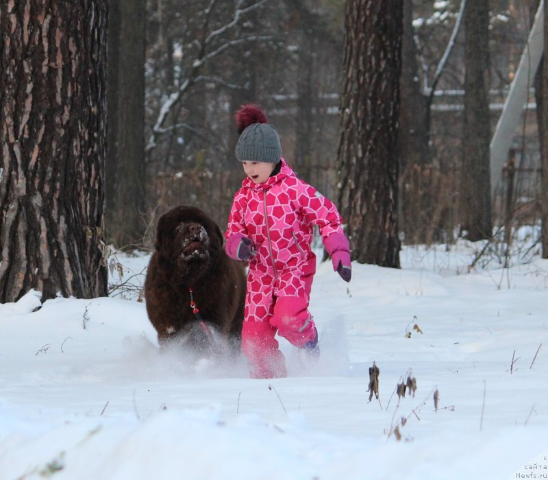 Фото: ньюфаундленд A I Super Premium (А Я Супер Премиум)