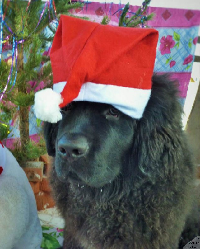 Фото: ньюфаундленд CHingiz Han iz Plemeni Kedra (Чингиз Хан из Племени Кедра)