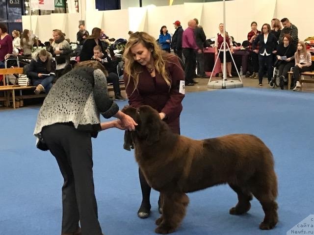 Фото: ньюфаундленд Brownblood MSK Alfa-Romeo Gold Baddy (Браунблад МСК Альфа-Ромео Голд Бадди)