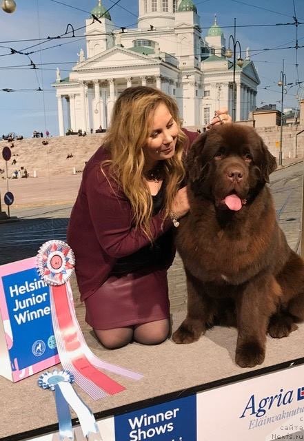 Фото: ньюфаундленд Brownblood MSK Alfa-Romeo Gold Baddy (Браунблад МСК Альфа-Ромео Голд Бадди)
