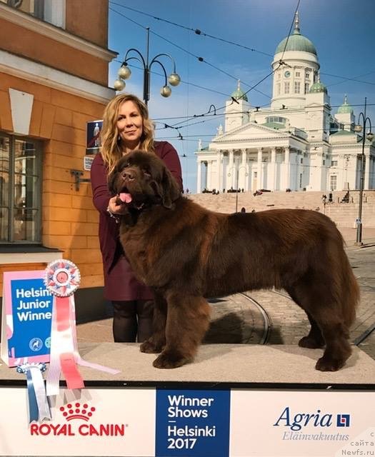 Фото: ньюфаундленд Brownblood MSK Alfa-Romeo Gold Baddy (Браунблад МСК Альфа-Ромео Голд Бадди)