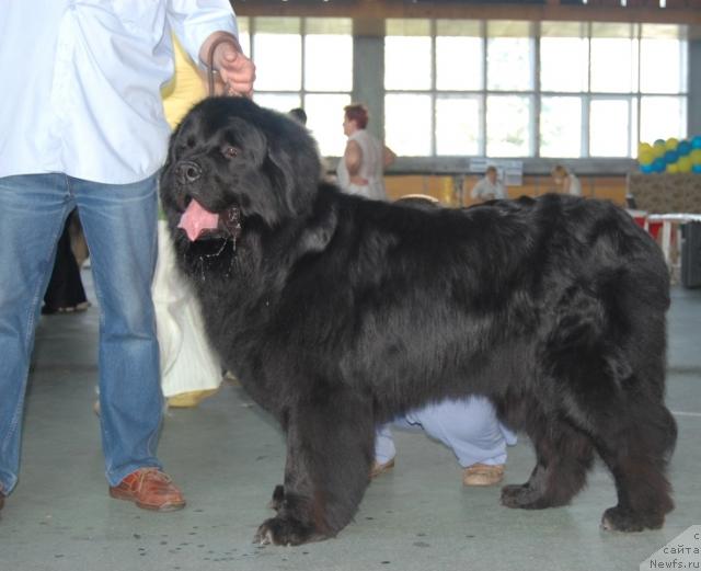 Фото: ньюфаундленд Denver Dan (Денвер Дан)