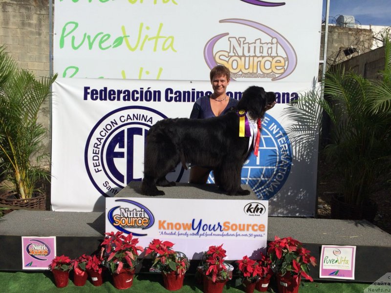 Фото: ньюфаундленд Waterton-Lakes Bear Now and Forever Zhade (Уотертон-Лейкс Беар Нау энд Форевер Жаде), Kseniya Abaturova (Ксения Абатурова)