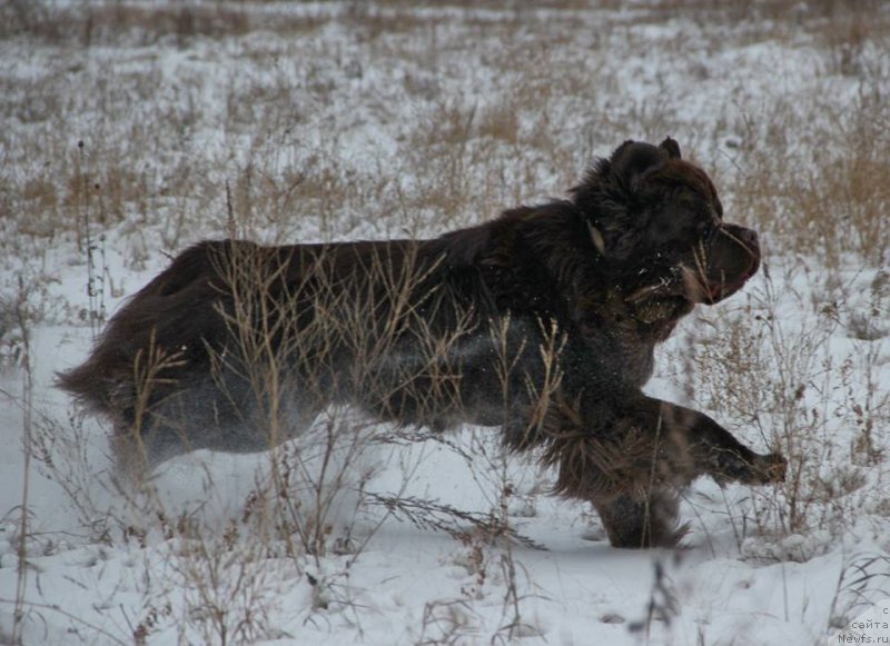 Фото: ньюфаундленд N'yufort Vashe Velichestvo Brabus (Ньюфорт Ваше Величество Брабус)