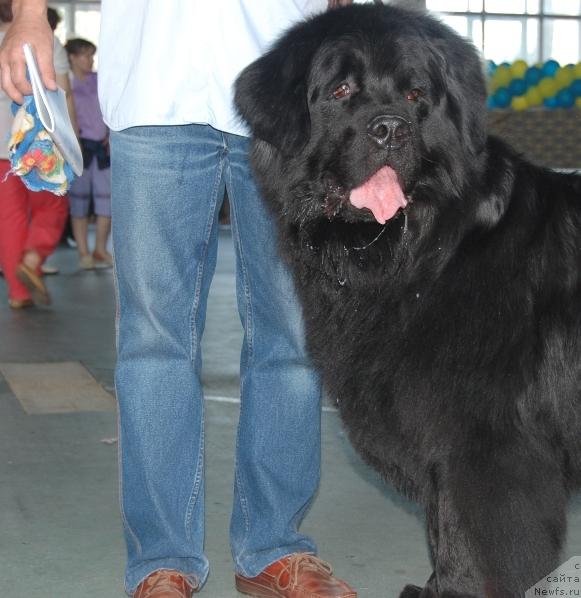 Фото: ньюфаундленд Denver Dan (Денвер Дан)