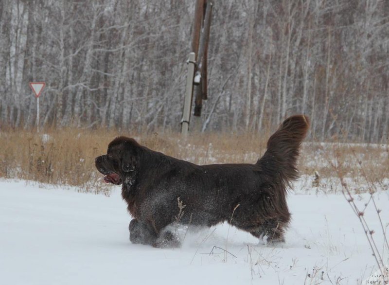 Фото: ньюфаундленд N'yufort Vashe Velichestvo Brabus (Ньюфорт Ваше Величество Брабус)