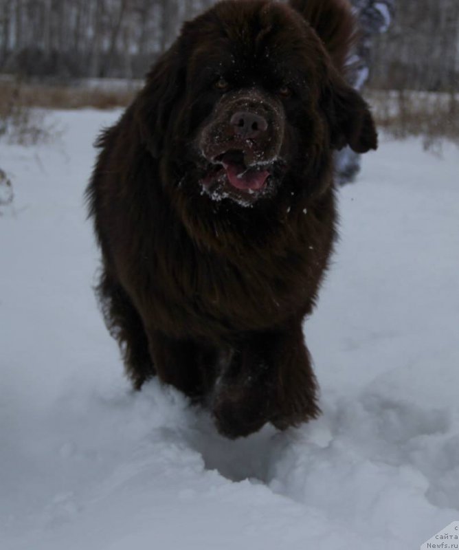Фото: ньюфаундленд N'yufort Vashe Velichestvo Brabus (Ньюфорт Ваше Величество Брабус)