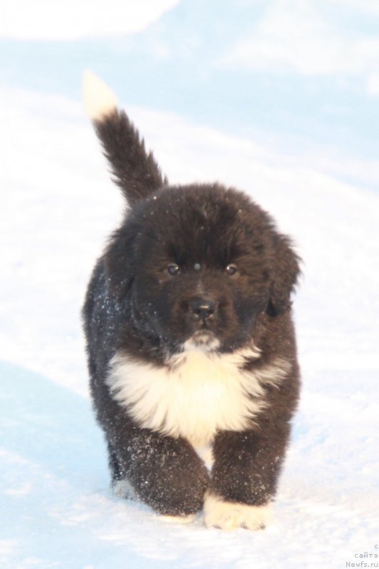 Фото: Аквиан Сонг Фике