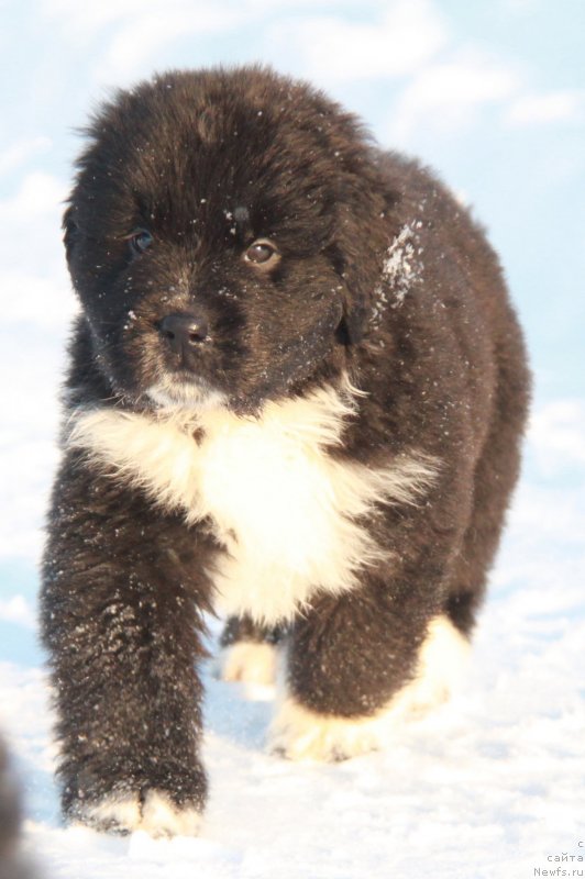 Фото: Аквиан Сонг Фике