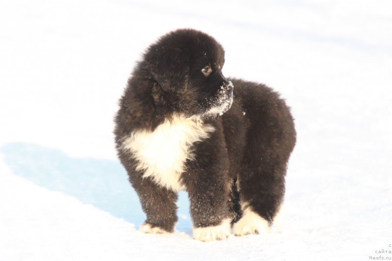 Фото: Аквиан Сонг Фике