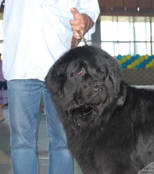 Фото: ньюфаундленд Denver Dan (Денвер Дан)