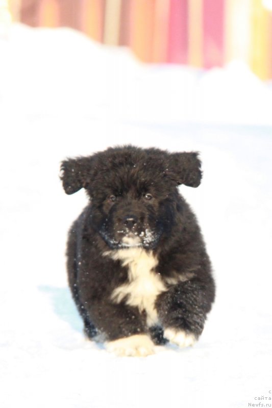 Фото: Аквиан Сонг Ф ( зеленая лента) сука.