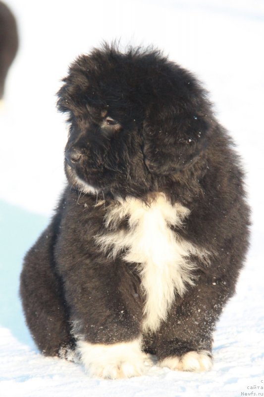 Фото: Аквиан Сонг Ф ( зеленая лента) сука.