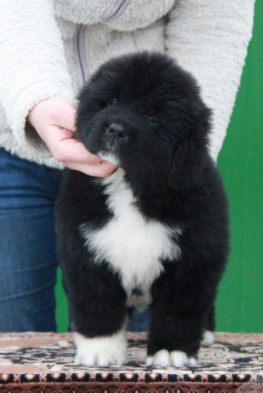 Фото: Аквиан Сонг Ф ( зеленая лента) сука.