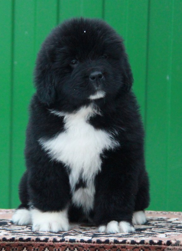 Фото: Аквиан Сонг Ф (желтая лента) сука.