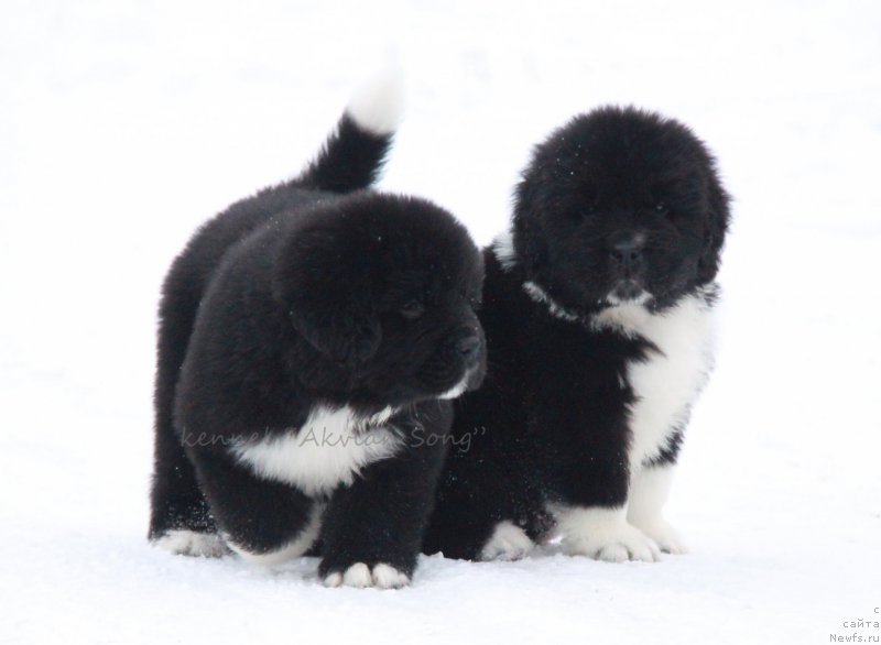 Фото: Аквиан Сонг Ф (желтая лента) сука. и кобель белая лента.