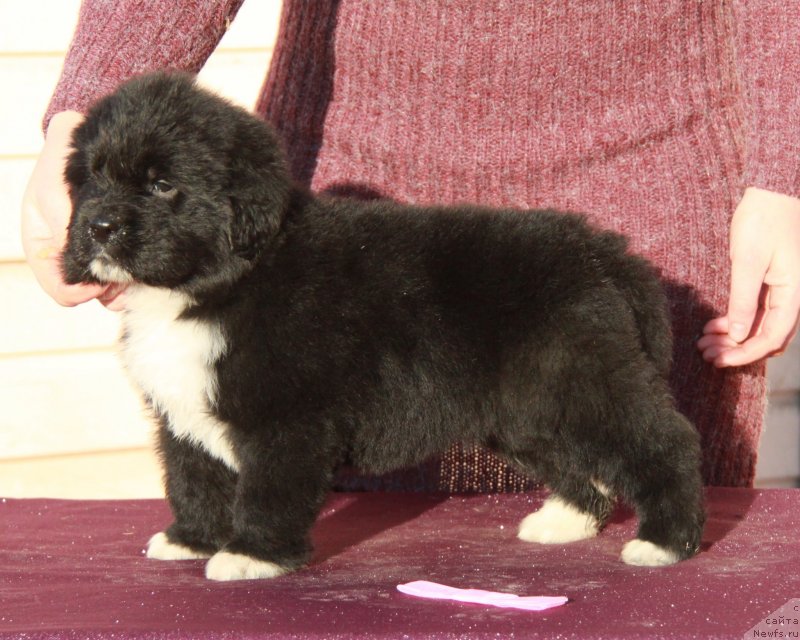 Фото: Аквиан Сонг Ф (розовая лента) сука.