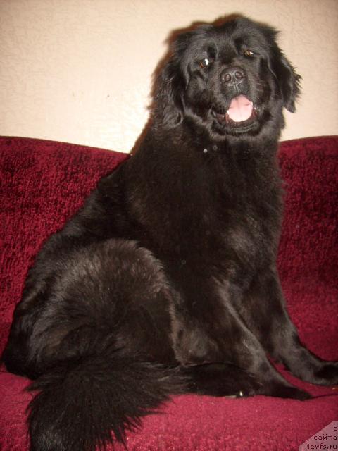 Фото: ньюфаундленд K-Ledy Tiamo (К-Леди Тиамо)