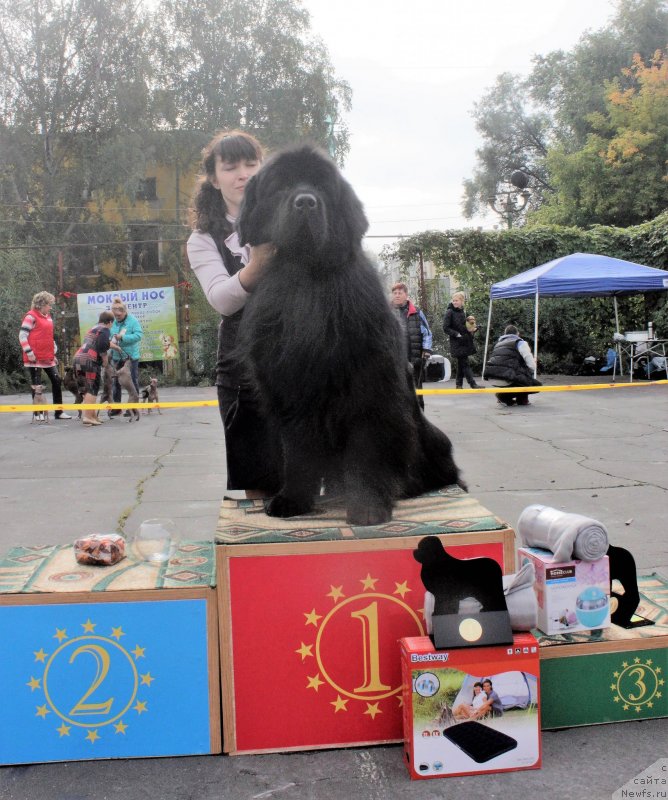 Фото: ньюфаундленд Super Premium William Shakspear (Супер Премиум Уильям Шекспир)
