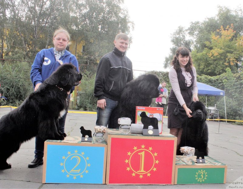 Фото: ньюфаундленд Dushechka s Berega Dona (Душечка с Берега Дона), ньюфаундленд Ih Visochestvo Viola Zhanmonika (Их Высочество Виола Жанмоника), ньюфаундленд Malinoviy Tsvetok Mayolika (Малиновый Цветок Майолика)