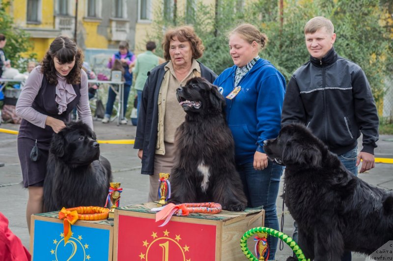 Фото: ньюфаундленд Marfa Dlja Tihogo Omuta iz Plemeni Kedra (Марфа для Тихого Омута из Племени Кедра), ньюфаундленд Super Premium William Shakspear (Супер Премиум Уильям Шекспир), ньюфаундленд Ih Visochestvo Viola Zhanmonika (Их Высочество Виола Жанмоника)