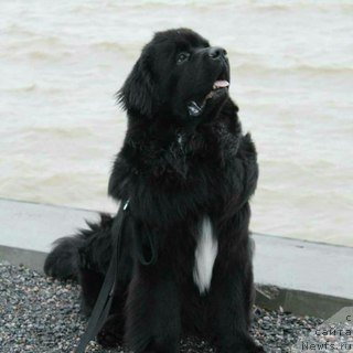 Фотография № 232450