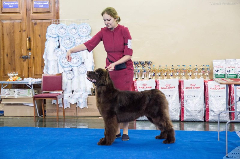 Фото: ньюфаундленд Brownblood MSK Drimi Ein (Браунблад МСК Дрими Эйн)
