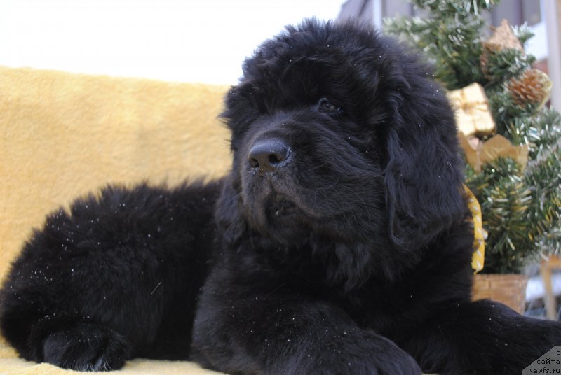 Фото: ньюфаундленд CHernyiy Balu Morisabel' (Черный Балу Морисабель)