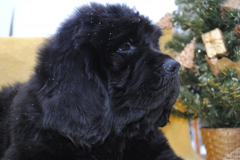 Фото: ньюфаундленд CHernyiy Balu Morisabel' (Черный Балу Морисабель)
