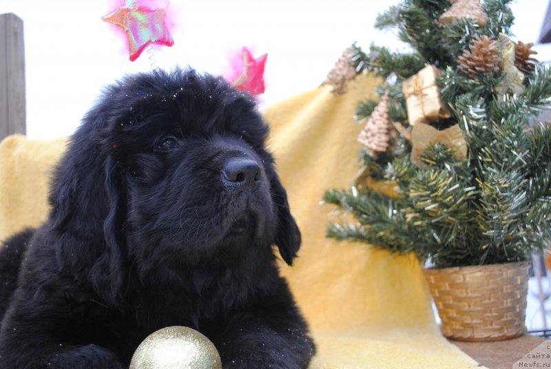 Фото: ньюфаундленд CHernyiy Balu Morisabel' (Черный Балу Морисабель)