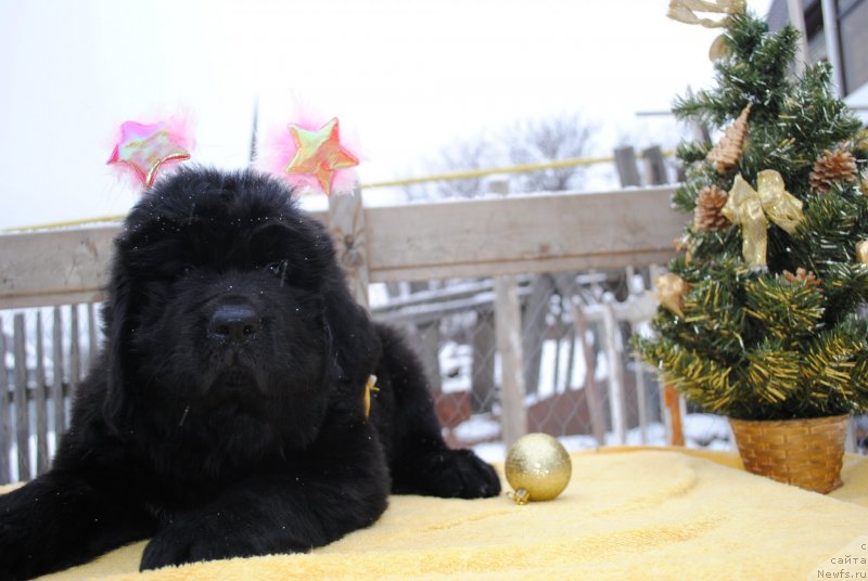 Фото: ньюфаундленд CHernyiy Balu Morisabel' (Черный Балу Морисабель)